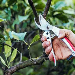 κλαδιά και κλαδέματα